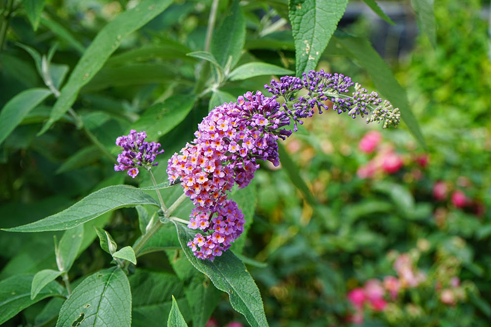 ‘フラワーパワー’　Buddleja x weyeriana  'Flower Power'