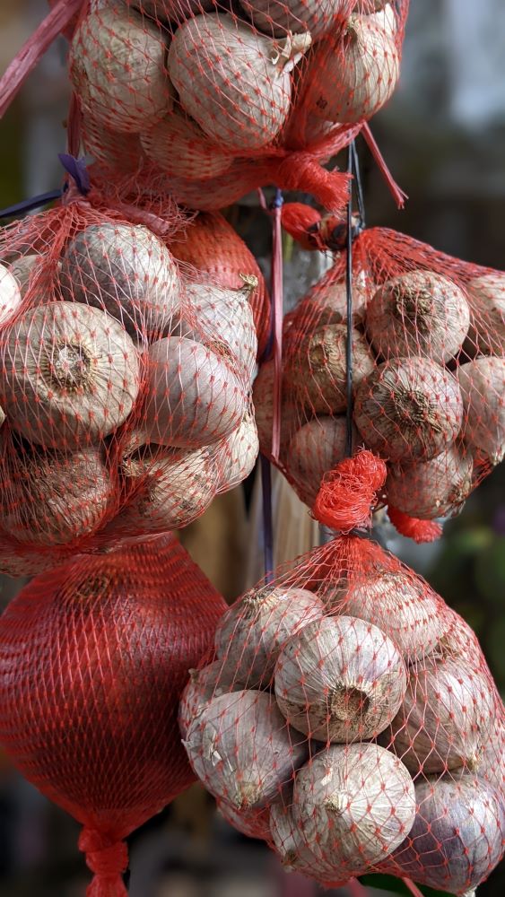 アリウムの保管