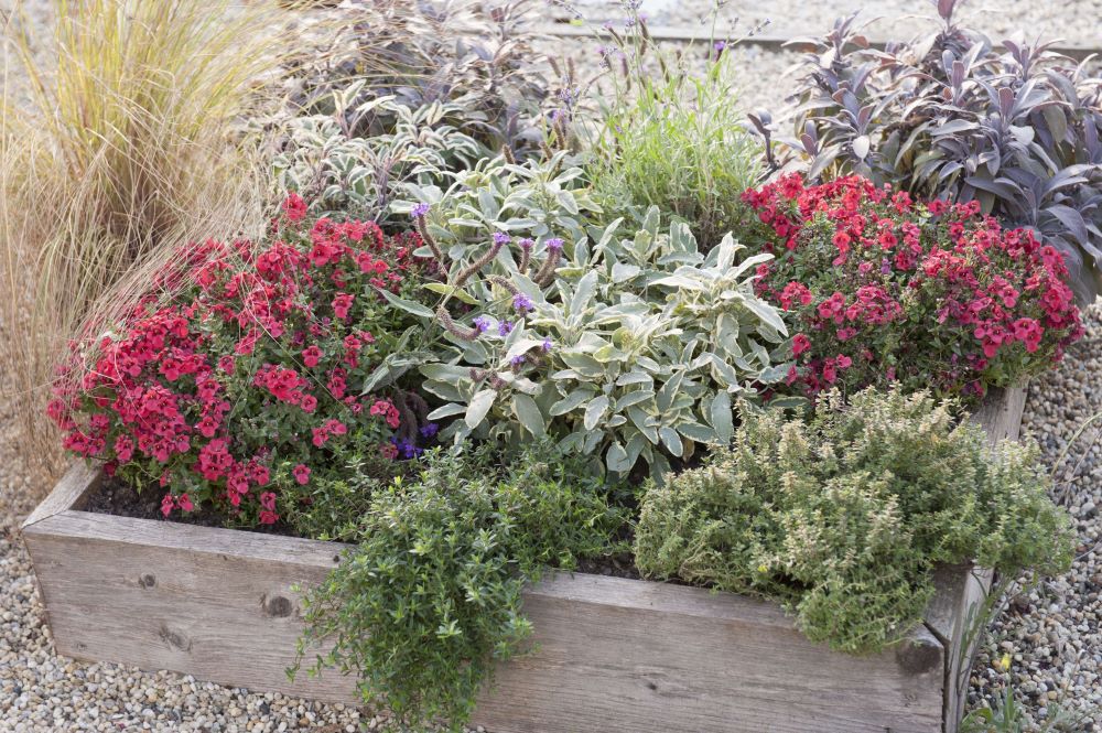 レイズドベッド