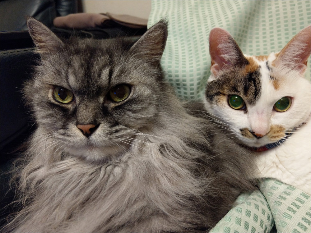 愛猫のレオナとミーナ。