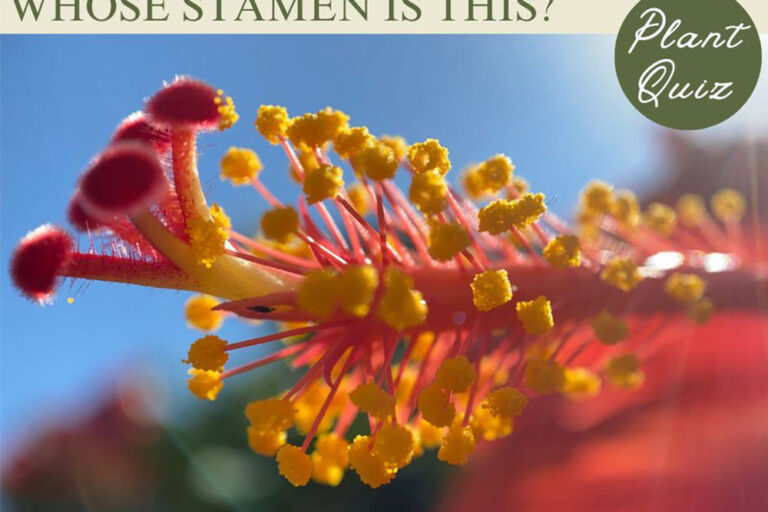 夏が似合う花といえば…このおしべ、何の花？【Let’s Challenge! 植物クイズ】Vol.12