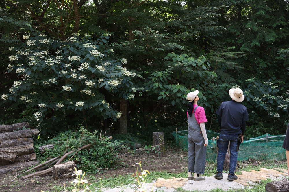 シェードガーデン作りに向けて