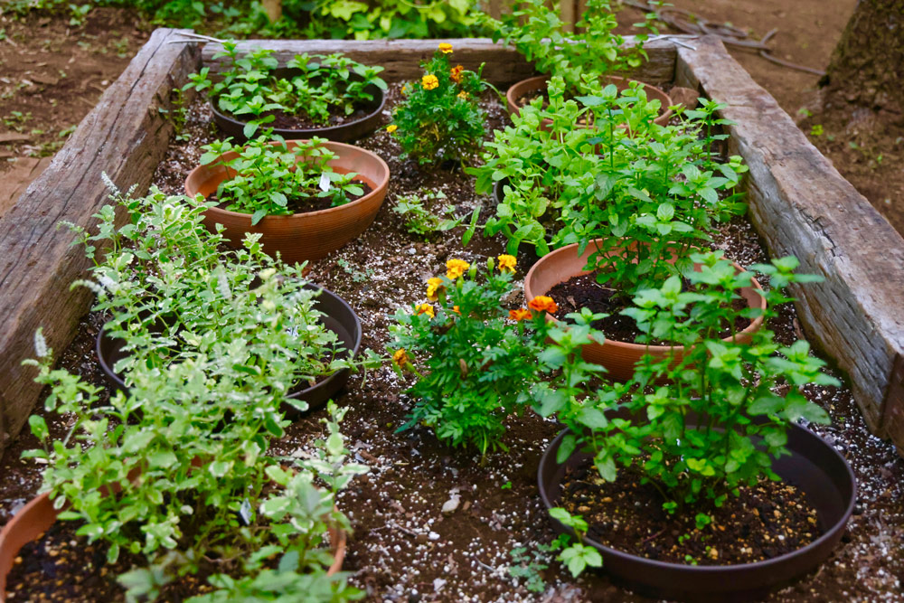 ミントガーデン：アップルミント、ペパーミント、パイナップルミント、モヒートミント（収穫期：4月〜10月）