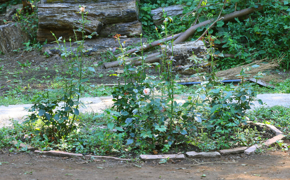 バラの花壇（開花期：5月中旬〜6月上旬、6月中旬〜11月　※品種による）