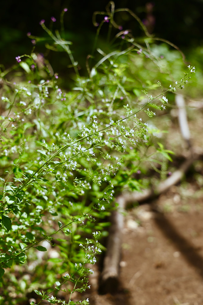 カラミンサ（開花期：5月中旬〜11月上旬）