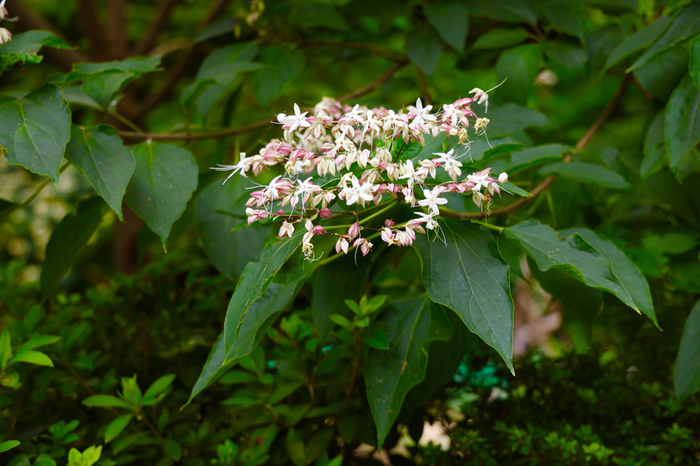 クサギ（開花期：7〜9月）