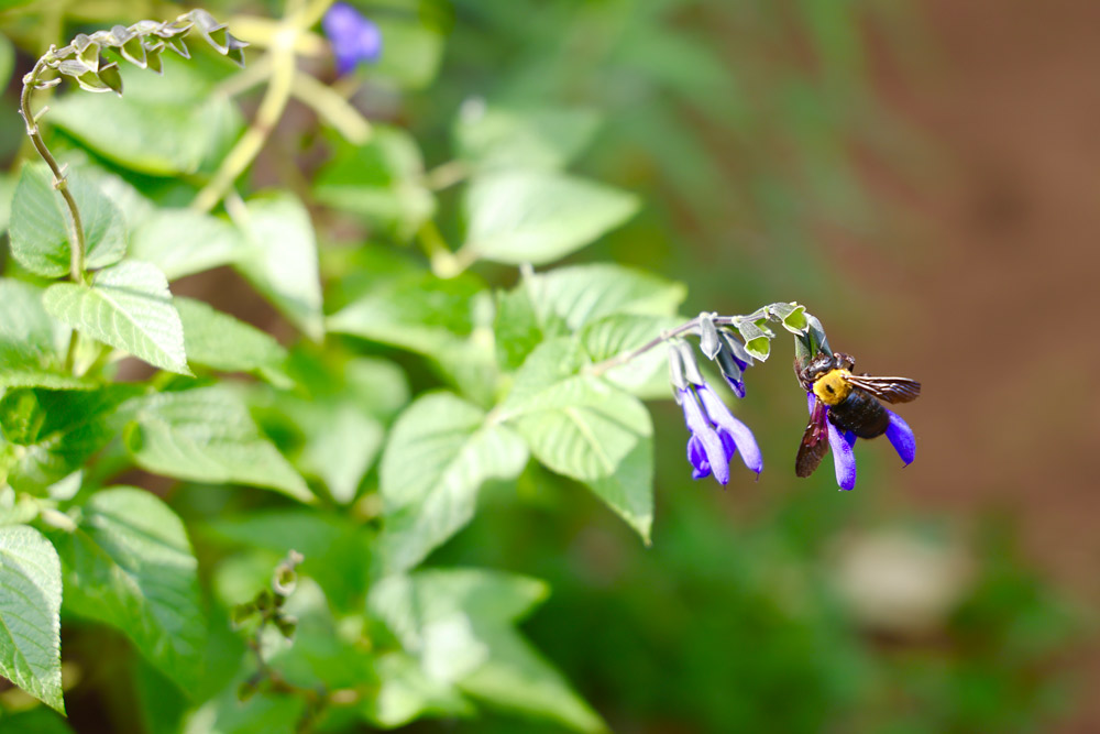 サルビア（開花期：6〜11月）