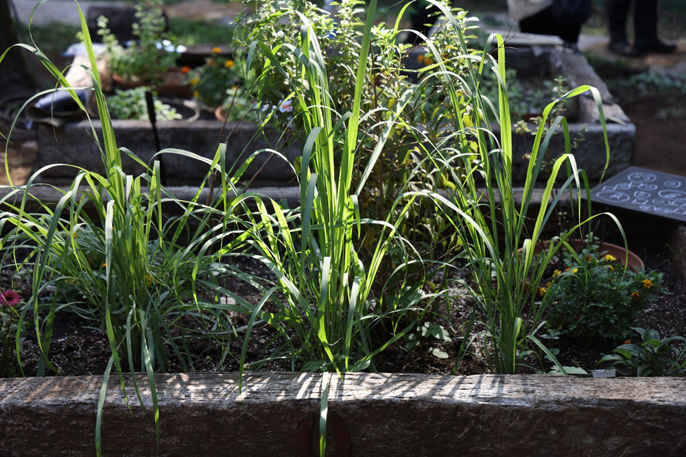 レモングラス（収穫期：6〜10月）
