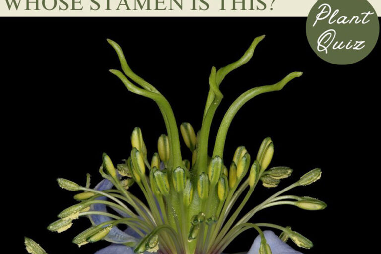 “茂みの中の悪魔”とも呼ばれるユニークな花姿…このおしべ、何の花？【Let’s Challenge! 植物クイズ】Vol.9