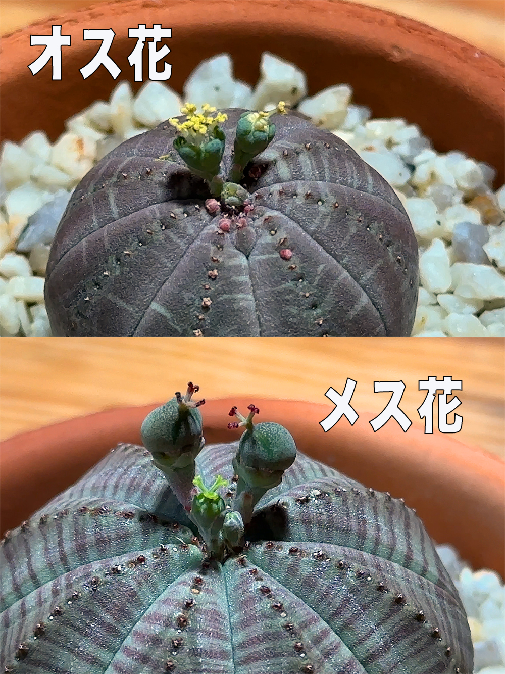 ユーフォルビア・オベサのサイアチアのオスメスの違い