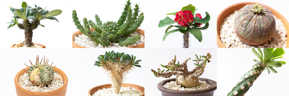 多肉植物ユーフォルビア属の代表品種たち