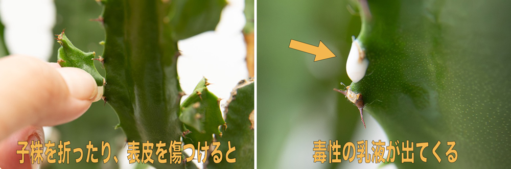 ユーフォルビアは幹肌を傷つけると白い乳液が出る
