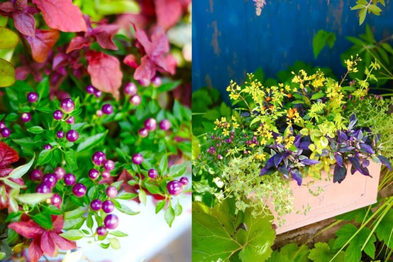 【プロの技】おしゃれな寄せ植え5選！食べるだけじゃない！ 観賞用トウガラシで楽しむ残暑から秋の寄せ植え