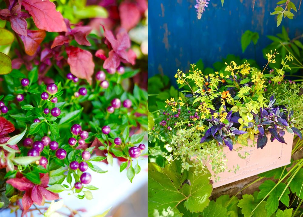 【プロの技】おしゃれな寄せ植え5選！食べるだけじゃない！ 観賞用トウガラシで楽しむ残暑から秋の寄せ植え