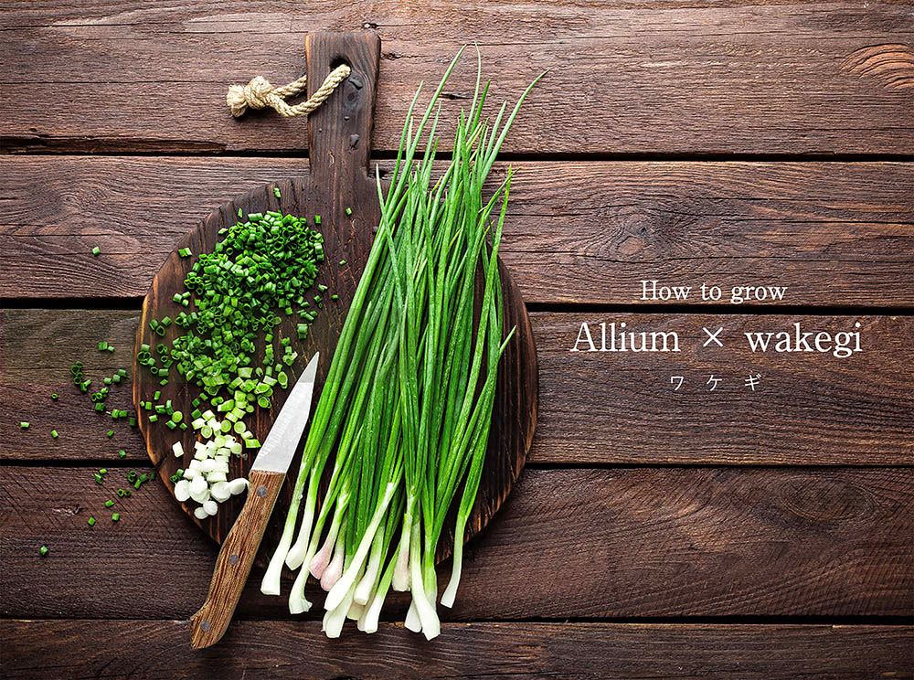 【初心者OK】ワケギの育て方・食べ方完全ガイド｜ネギとの違いも解説！