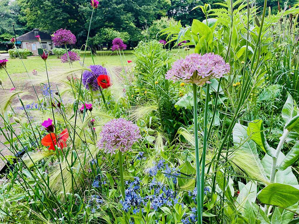 【プロが解説】芽吹きから花後まで！ 暑さに強い夏咲きも「アリウム観賞リレー」20種　完全ガイド