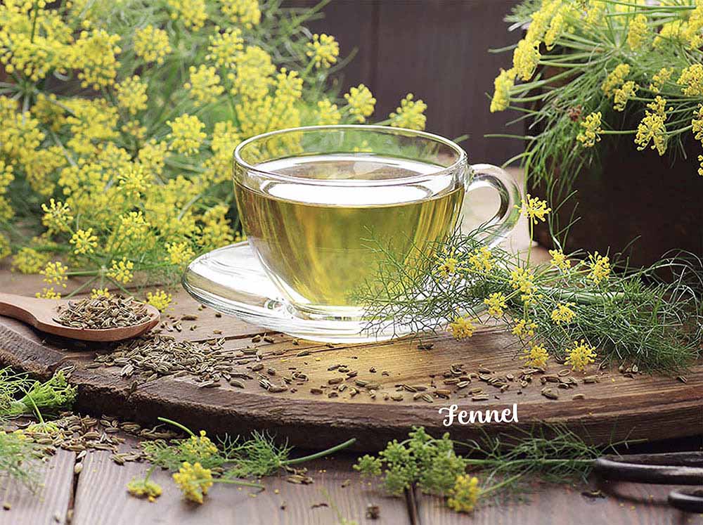 魔法のハーブ「フェンネル」を健康や美容に役立てよう【プロが解説する育て方＆活用法】