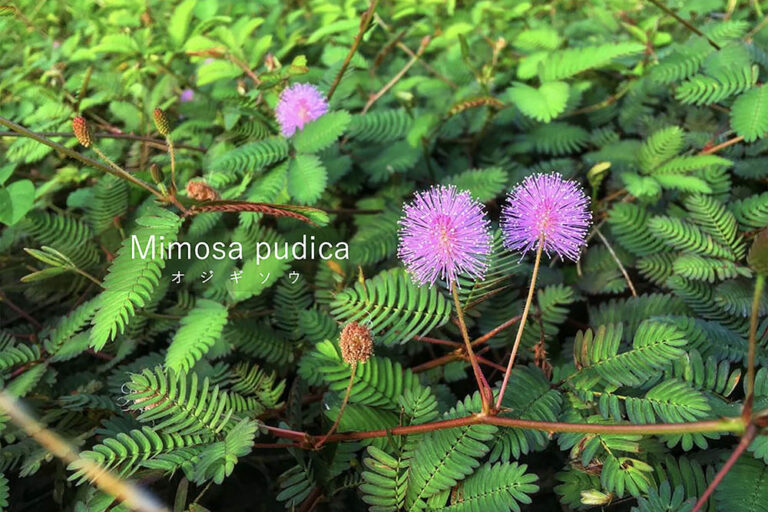 触ると葉が閉じる不思議植物「オジギソウ」！ 驚きの仕組みと育て方・花の特徴を完全ガイド