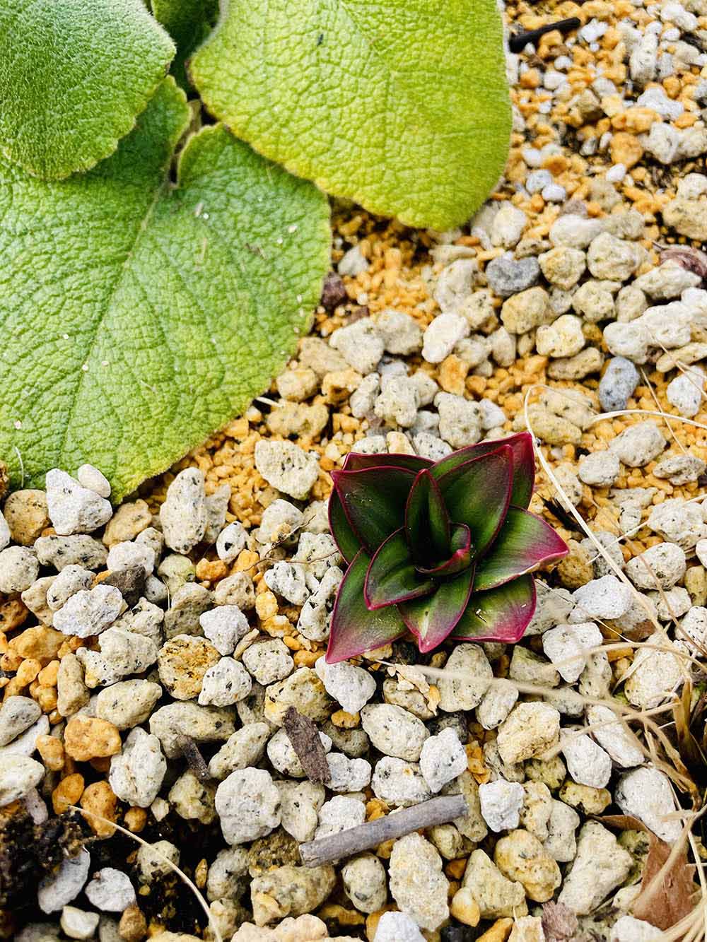 アリウム ‘グローブマスター’