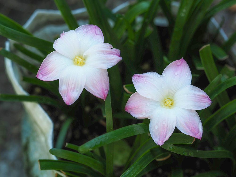 ゼフィランサス‘リリーパイ’