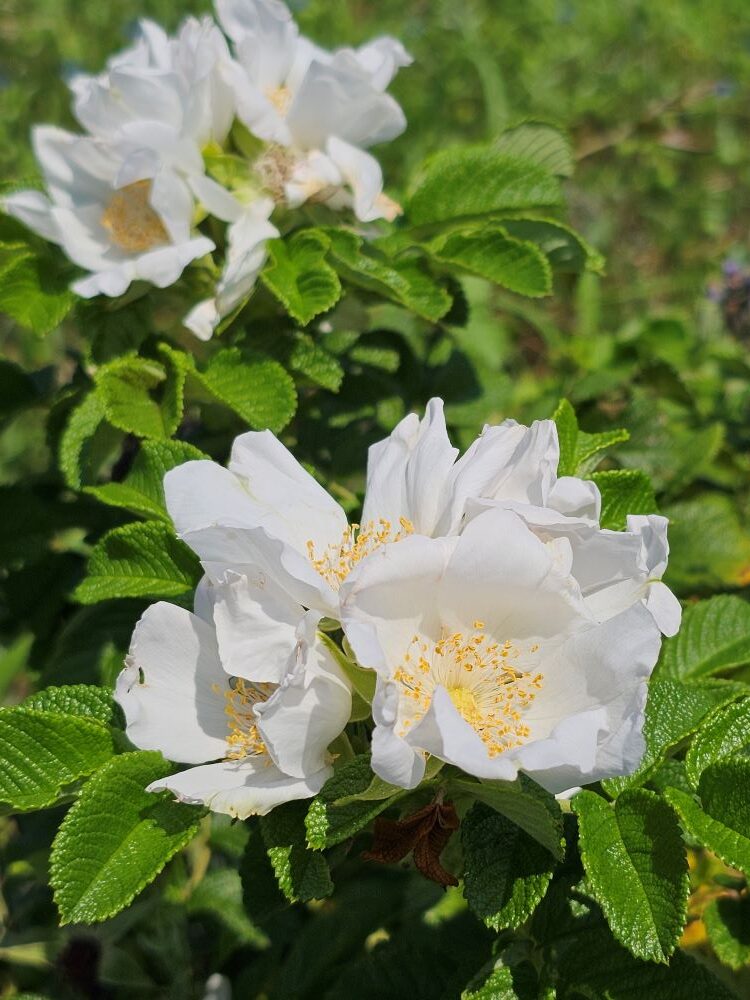 ハマナスの白花