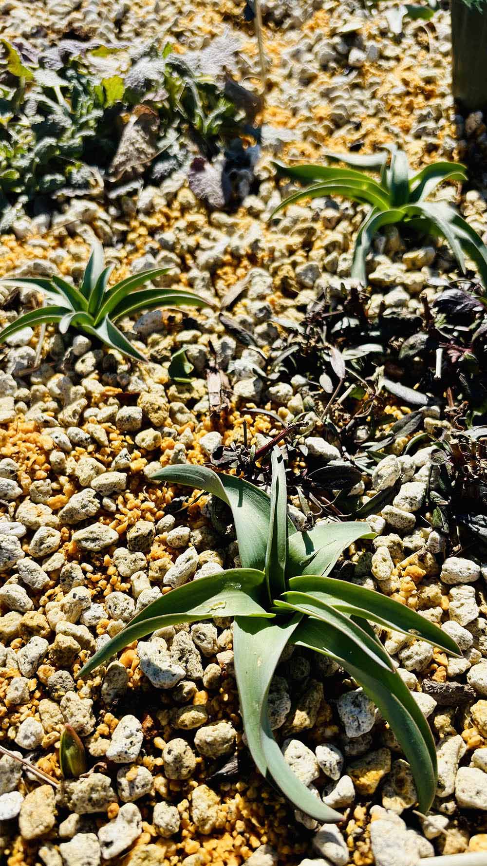 アリウム ‘マイアミ’