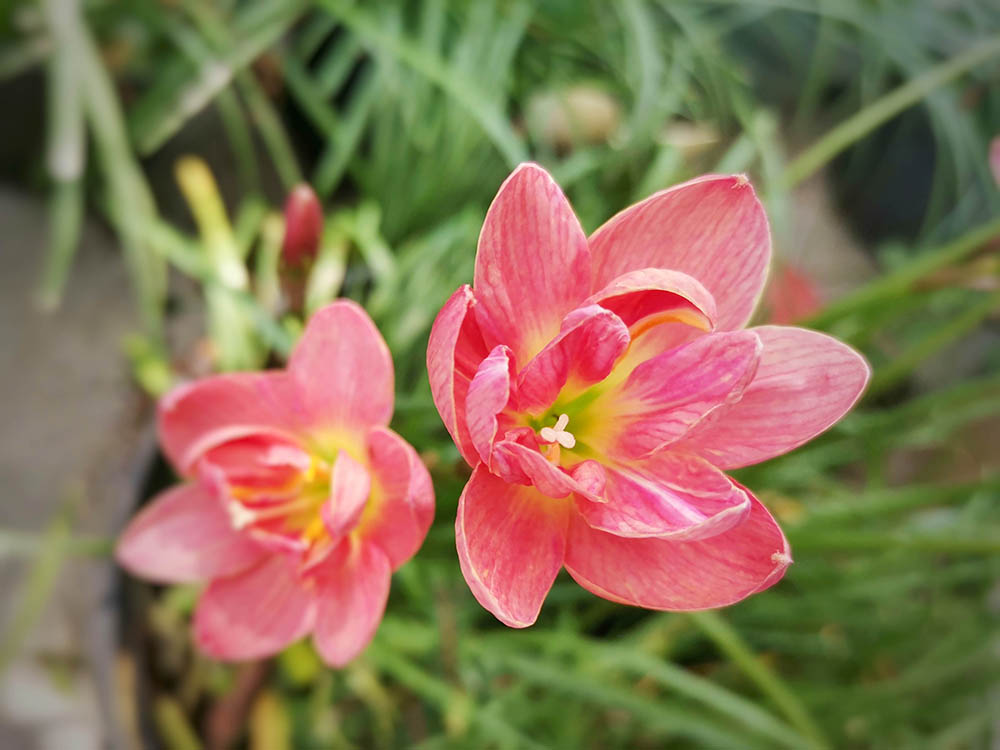 ゼフィランサス‘マダムバタフライ’