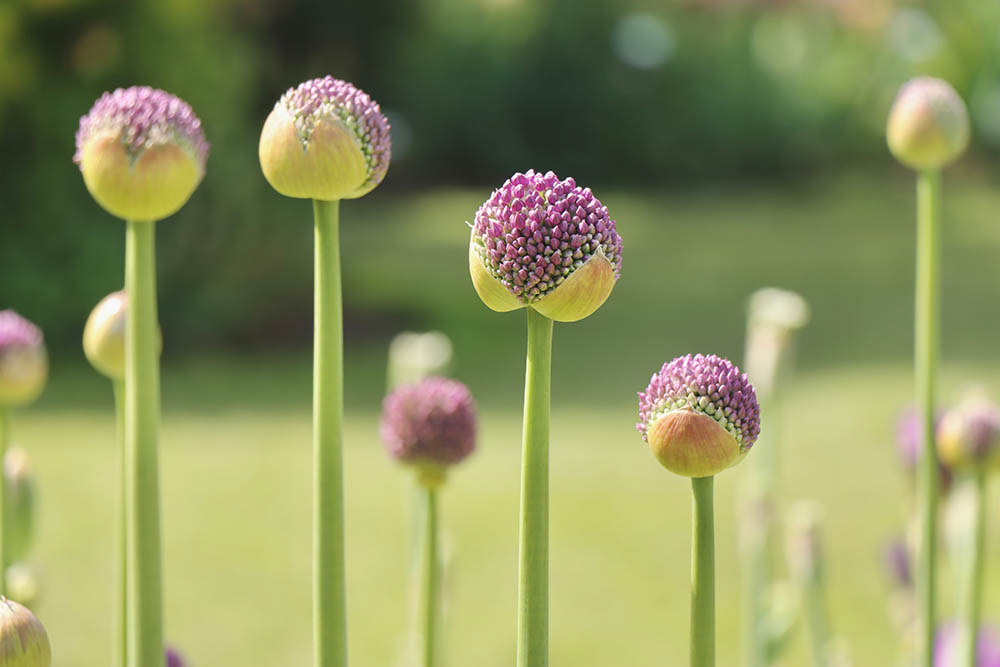 アリウムのつぼみ