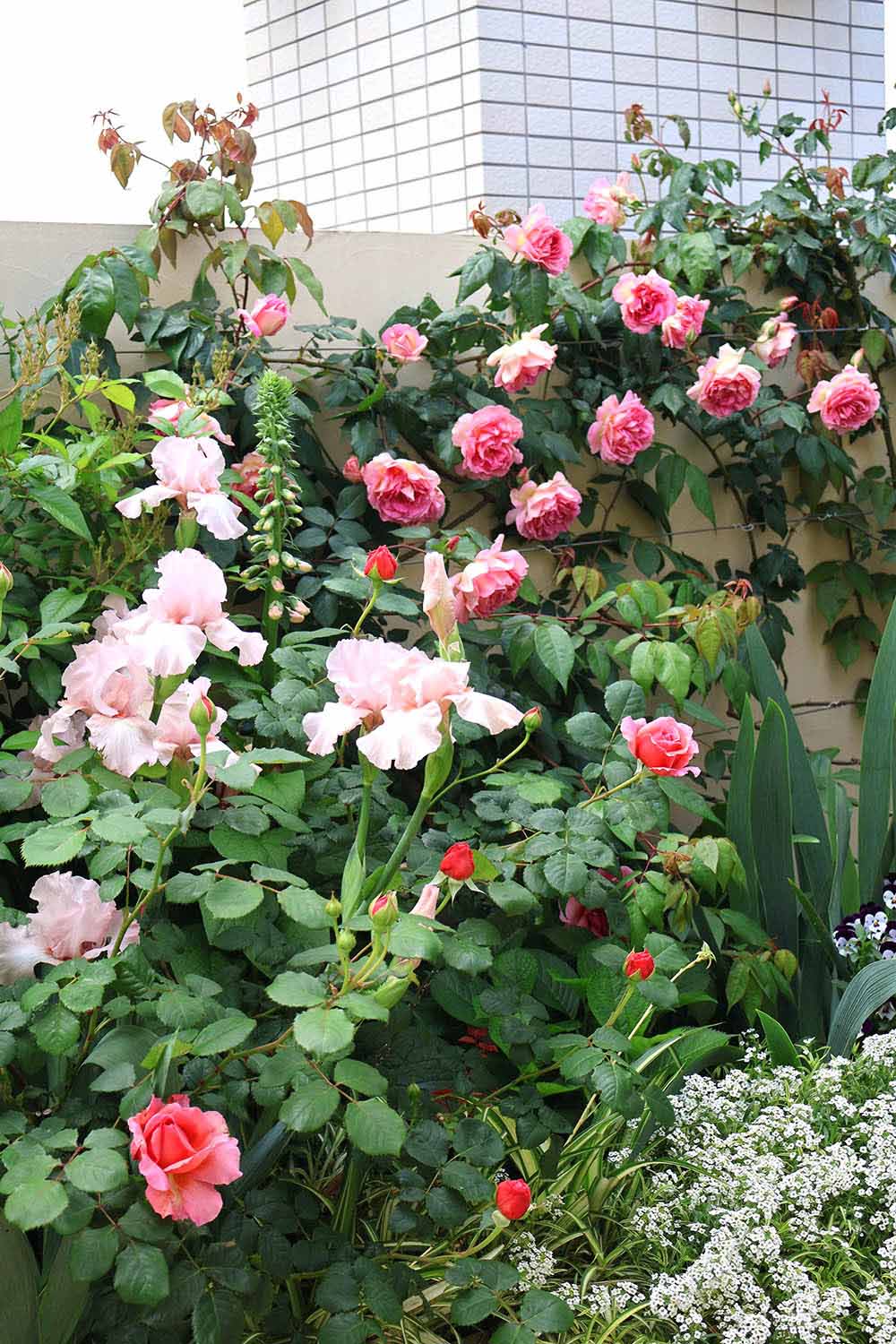 屋上花壇の植栽