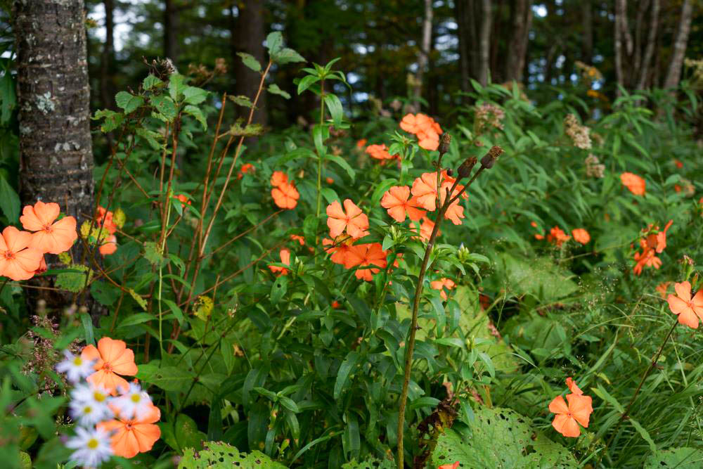 フシグロセンノウ