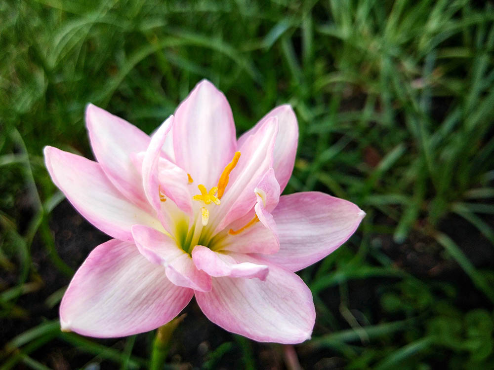 ゼフィランサス‘フィデリティチャーム’