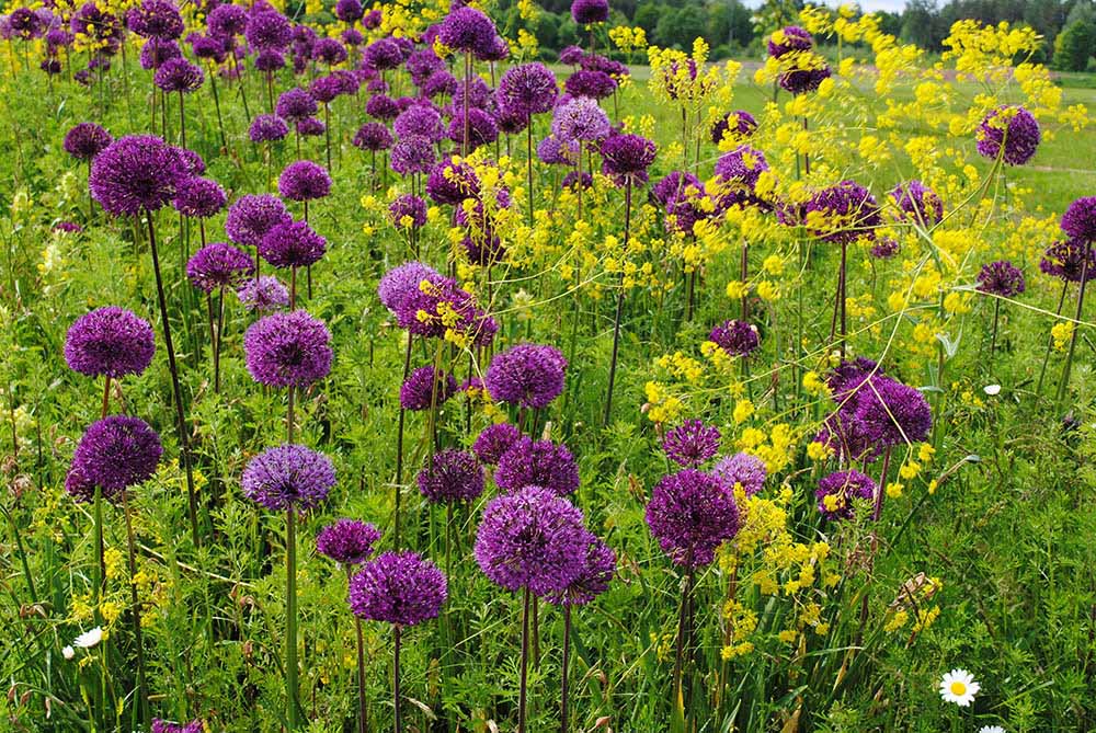 アリウム‘パープルセンセーション’