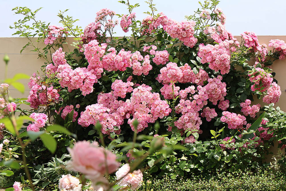 ランブラーローズ‘フランシス’