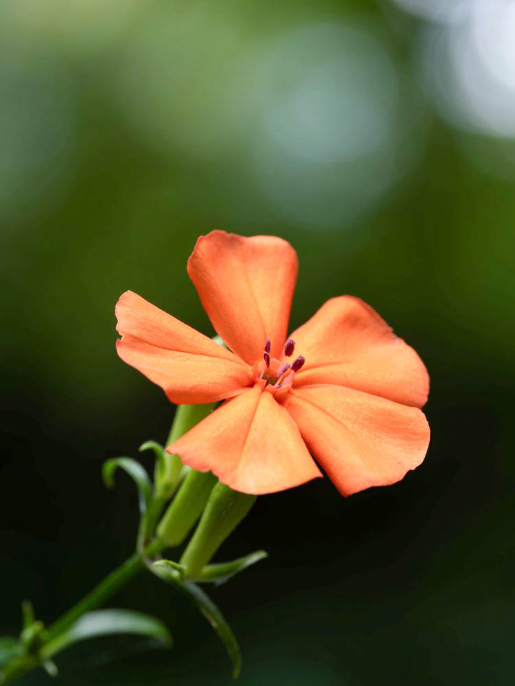 フシグロセンノウ