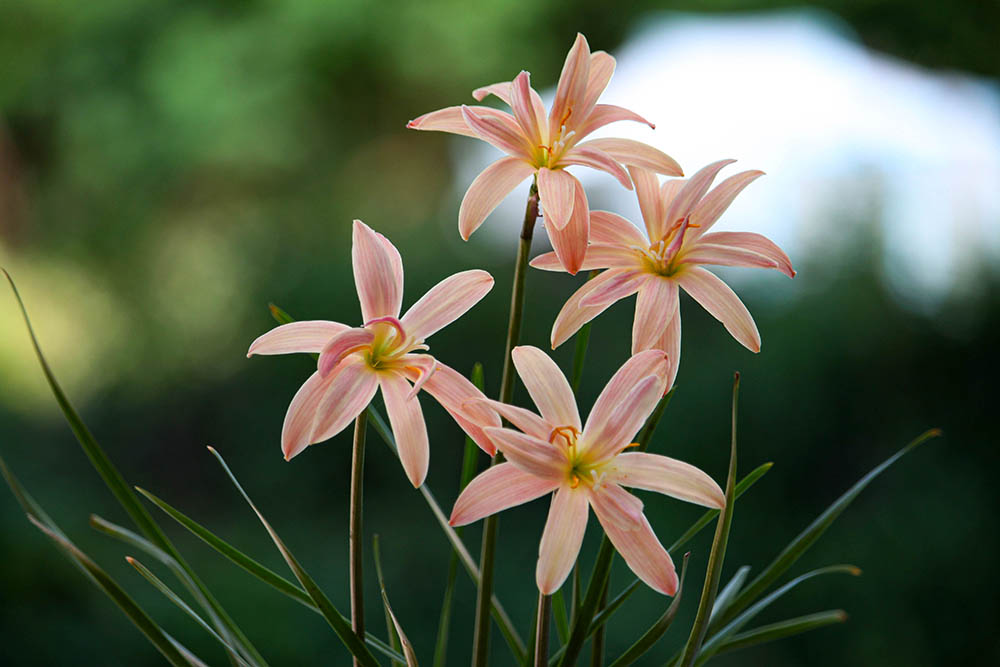 ゼフィランサス‘アプリコットキング’