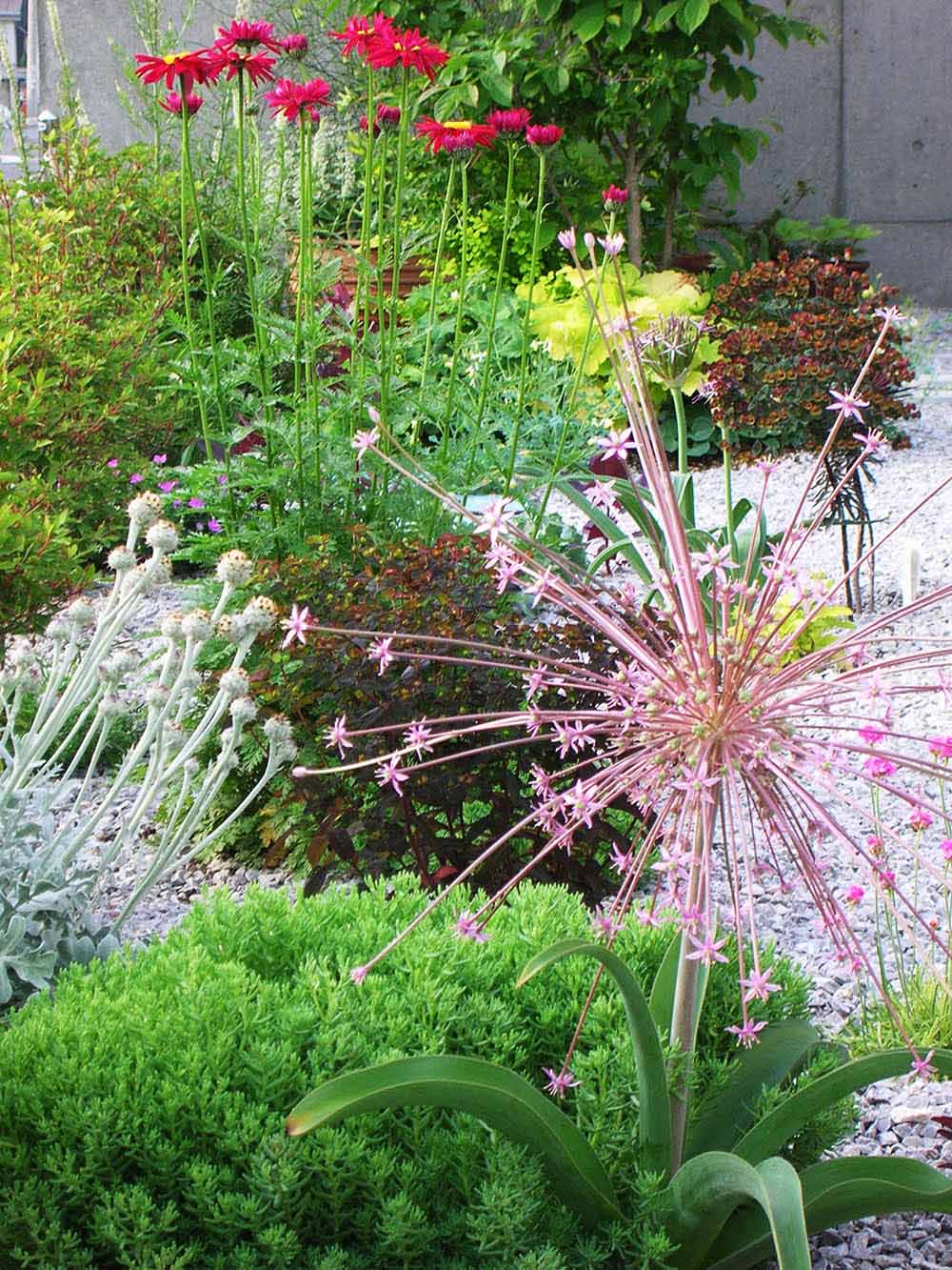 アリウム・シューベルティ