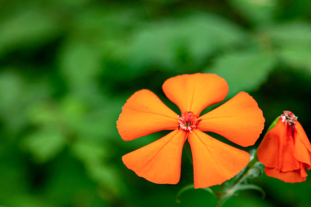 フシグロセンノウ