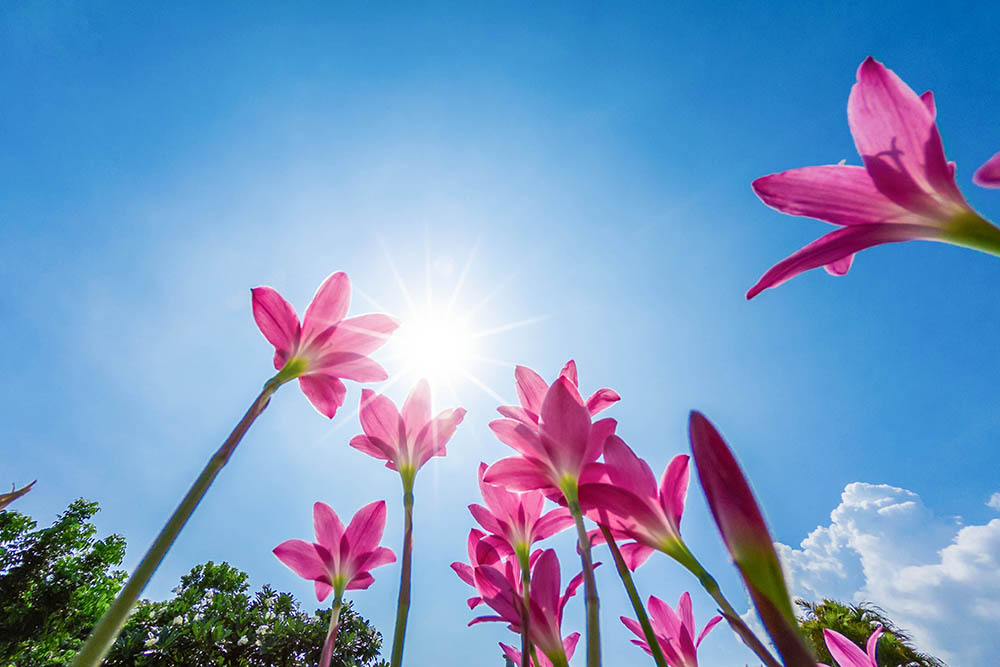 ゼフィランサス