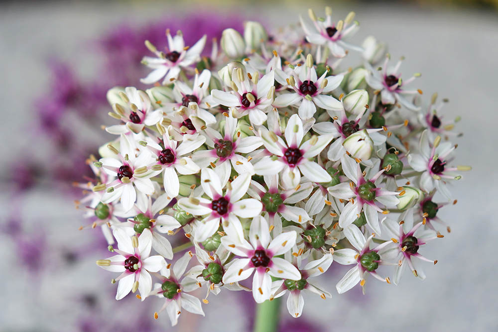 アリウム ‘シルバースプリング’