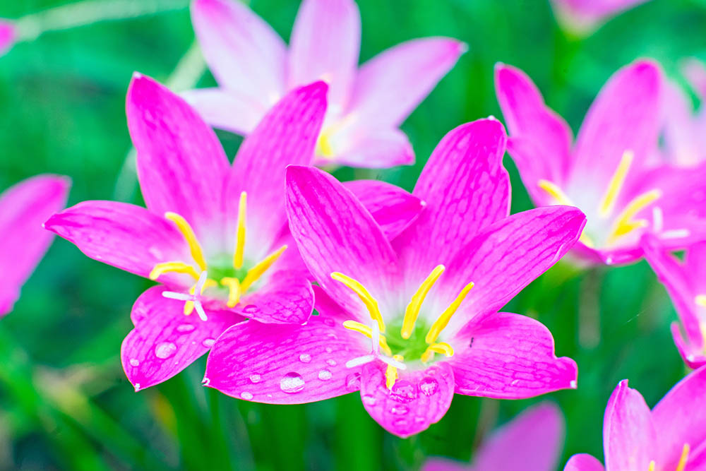 ゼフィランサス