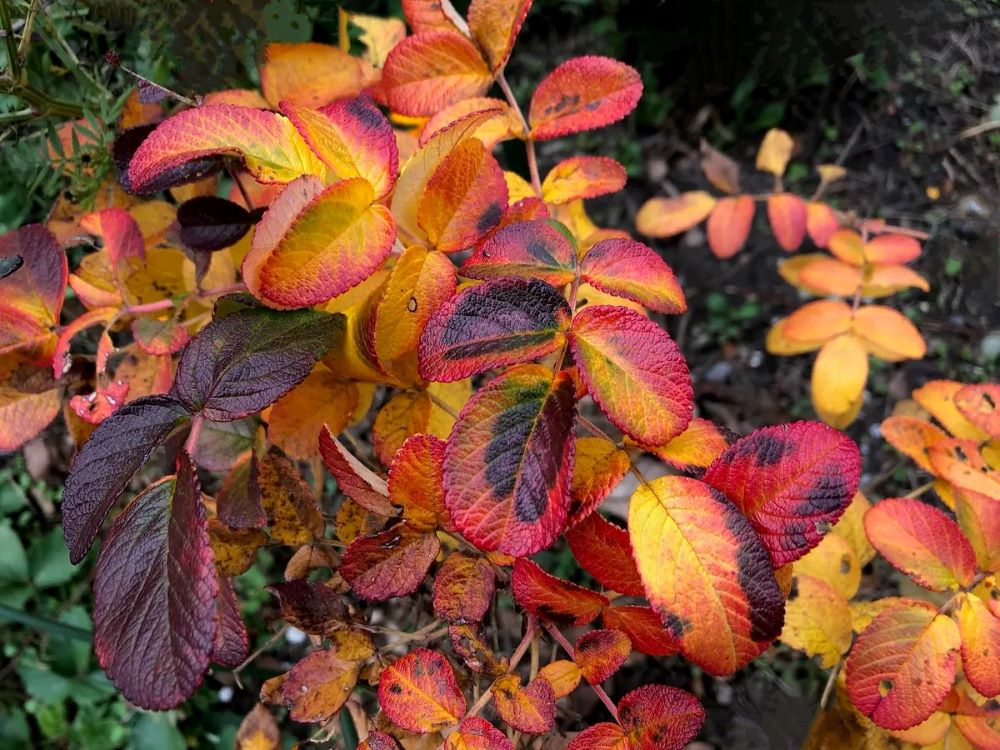 ハマナスの紅葉