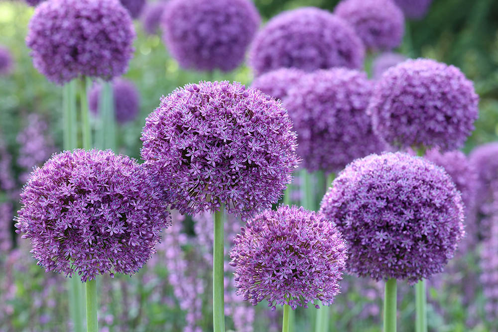 アリウム‘グラディエーター’