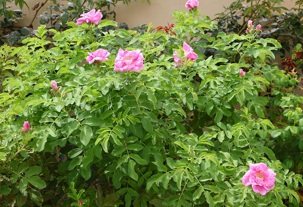 食香バラ‘紫枝’