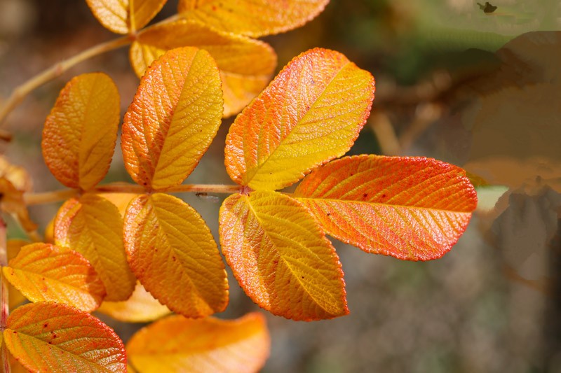 ハマナスの紅葉