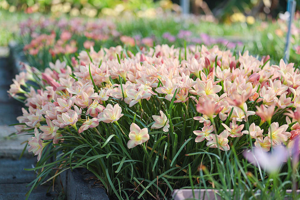 ゼフィランサス