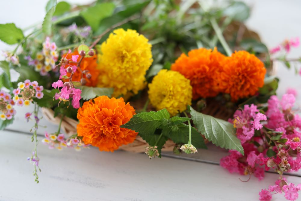 マリーゴールド