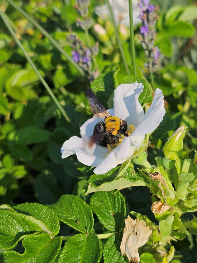 ハマナスと蜂