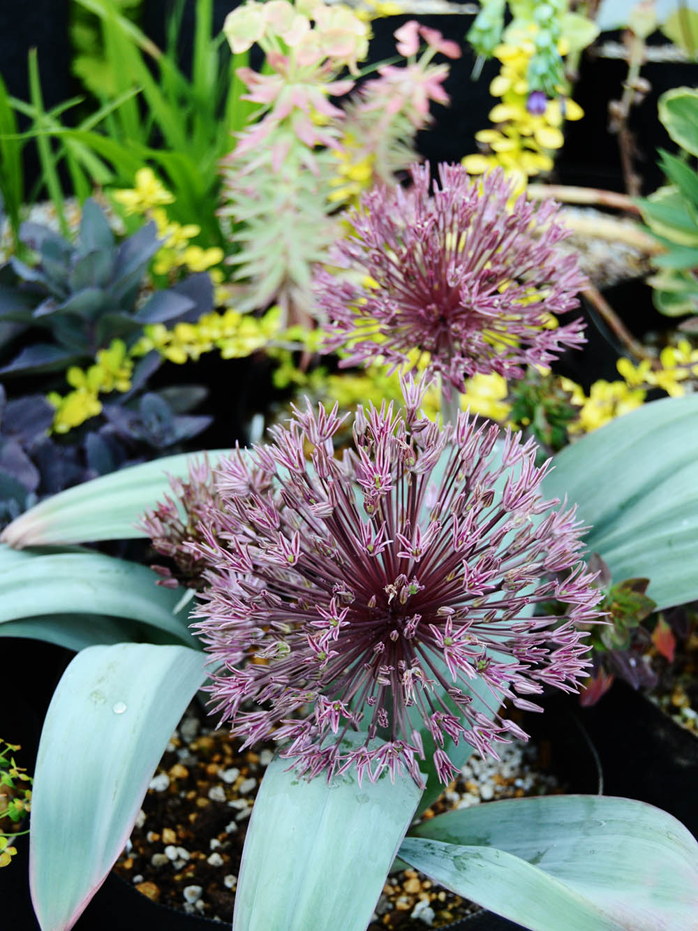 アリウム・ネブスキアヌム