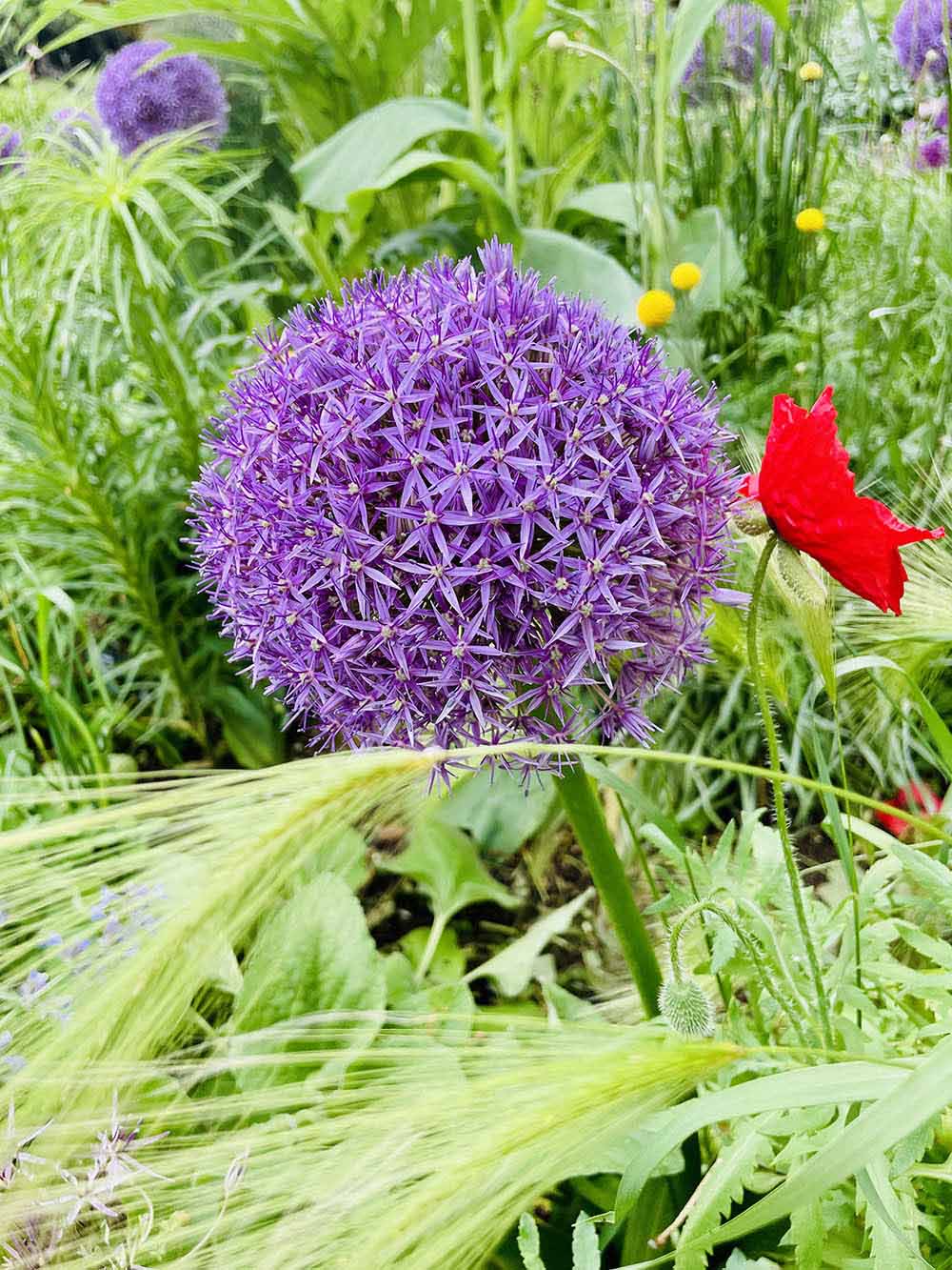 アリウム ‘グローブマスター’