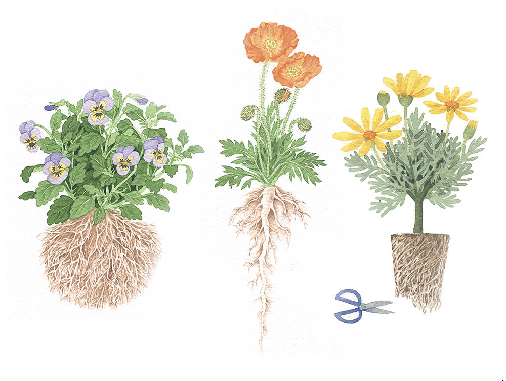 失敗しない秋の植え替え「8つの鉄則」　もう花苗をダメにしない！ 完全ガイド